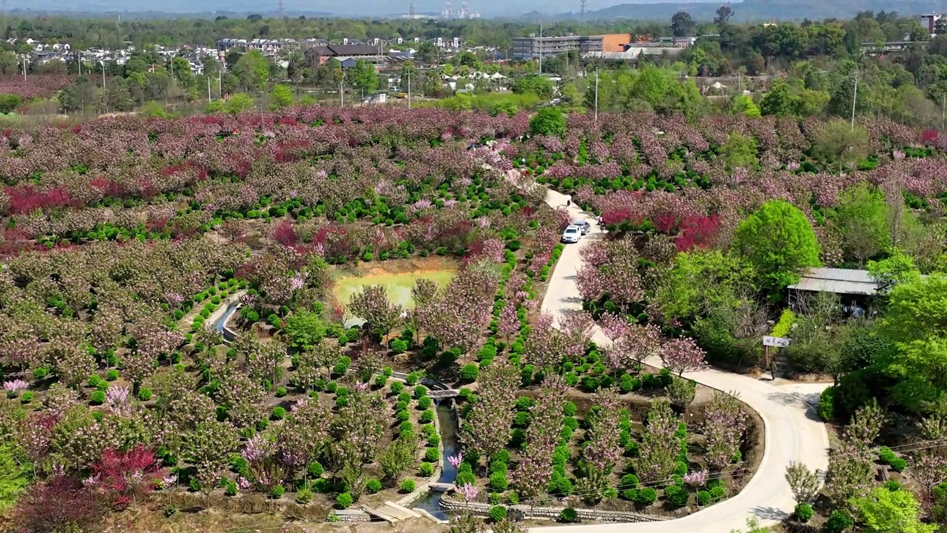 唐昌镇横山村樱花
